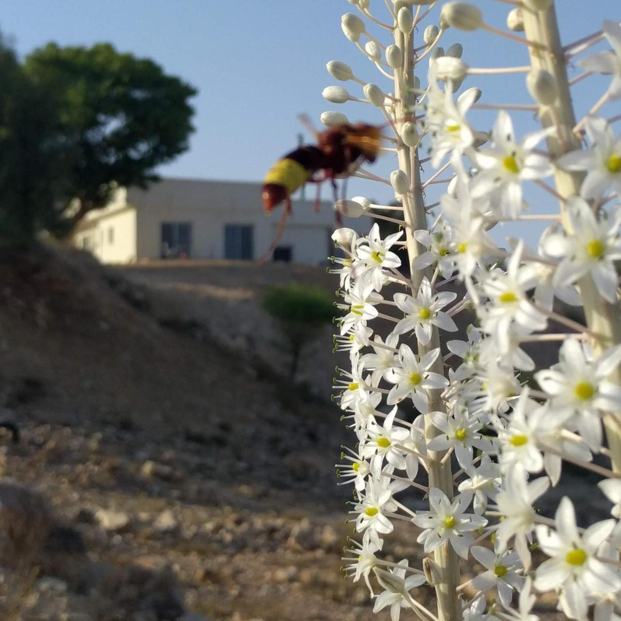 Dead Sea Desert'S Edge อารัด ภายนอก รูปภาพ